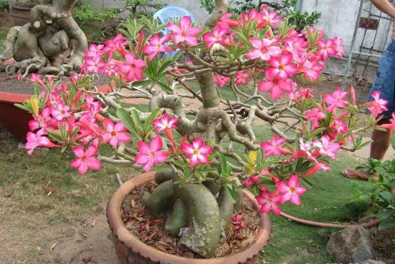 Cây hoa sứ Việt Nam