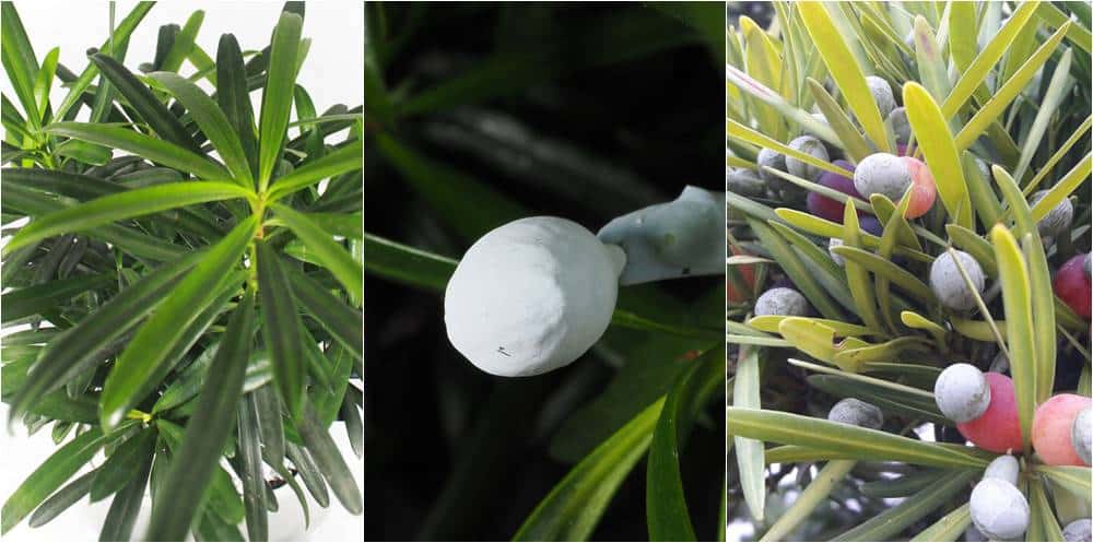Lá - Hoa - Trái cây tùng La Hán - Ảnh: Internet