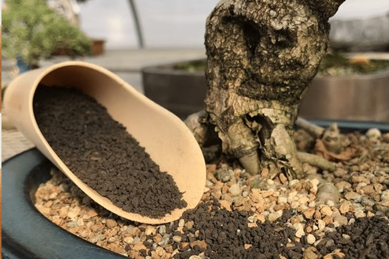 kỹ thuật bón phân cho cây bonsai tại nhà