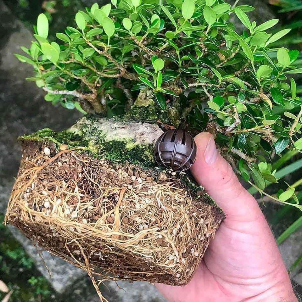Cây bonsai sử dụng đất trồng chuyên dụng