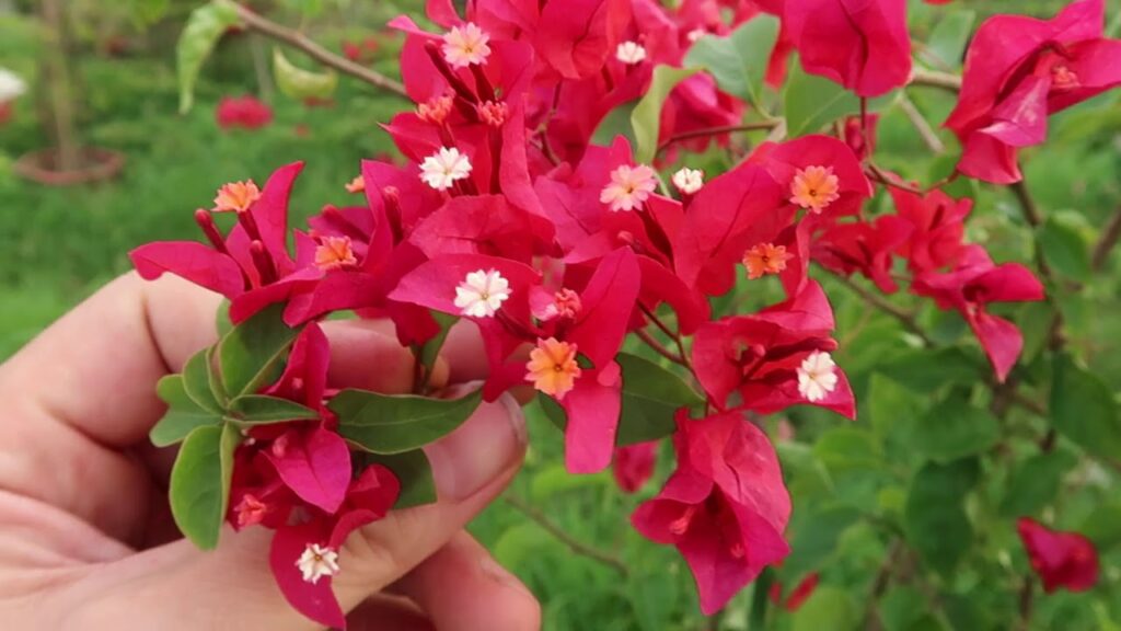 Đặc điểm nhận dạng cây hoa giấy Thái