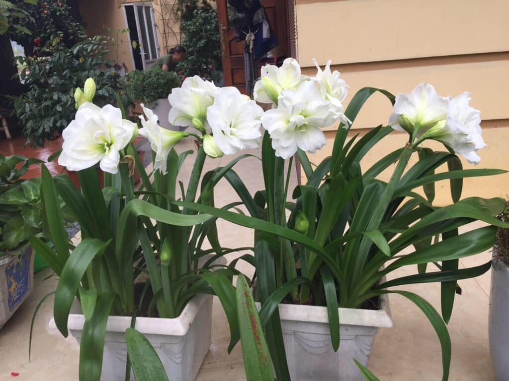 Giống hoa lan huệ Amaryllis Alfresco