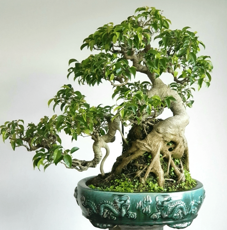 Cây sanh bonsai thường có nhu cầu nước tưới nhiều hơn