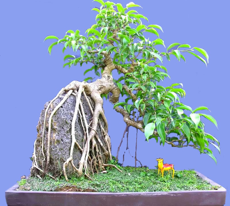 Cây sanh Bonsai kèm đá