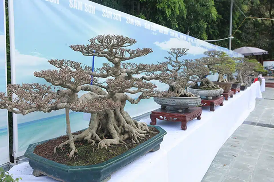 Cây sanh Bonsai đẹp tại Tại triển lãm cây cảnh Sầm Sơn (Thanh Hóa) 
