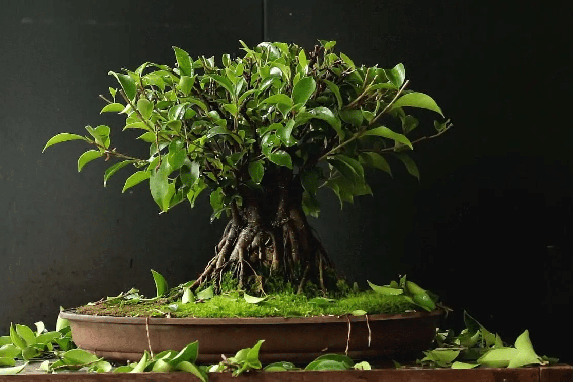 Cây sanh Bonsai – Cách trồng và chăm sóc