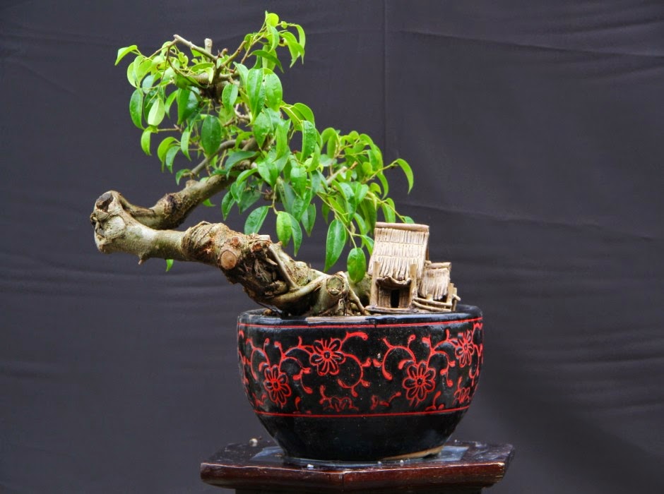 Cây sanh được tạo dáng Bonsai độc đáo