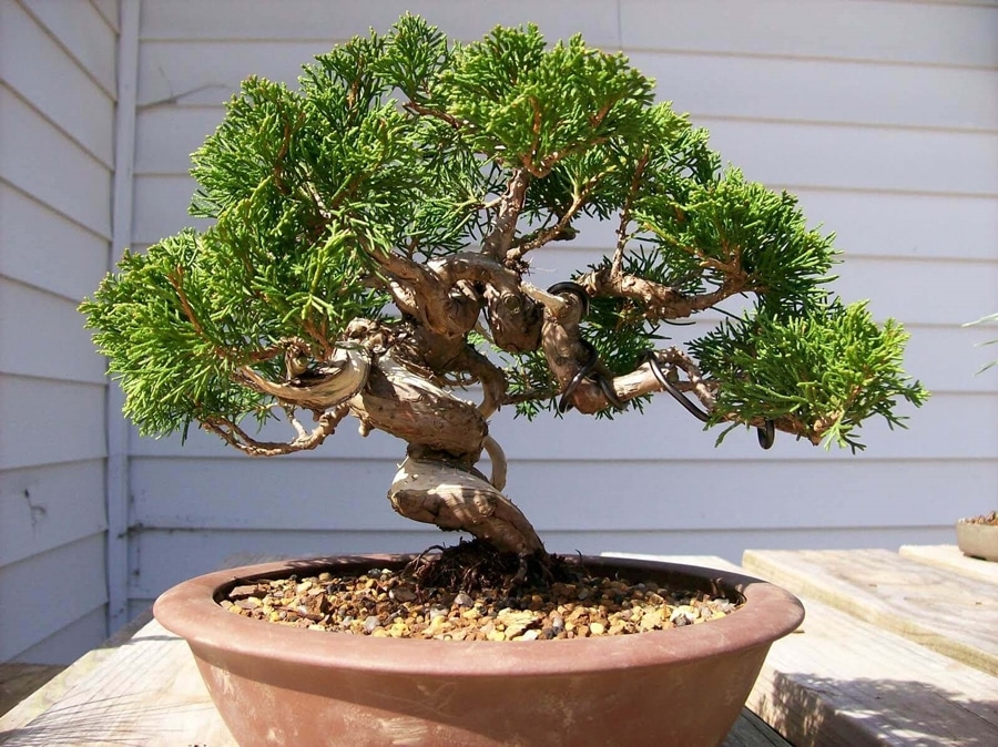 Cây bonsai lá kim có nhu cầu nước tưới thấp