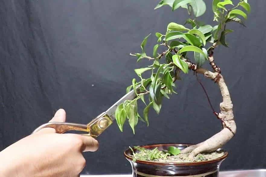 Kỹ thuật tạo dáng đẹp cho cây sanh