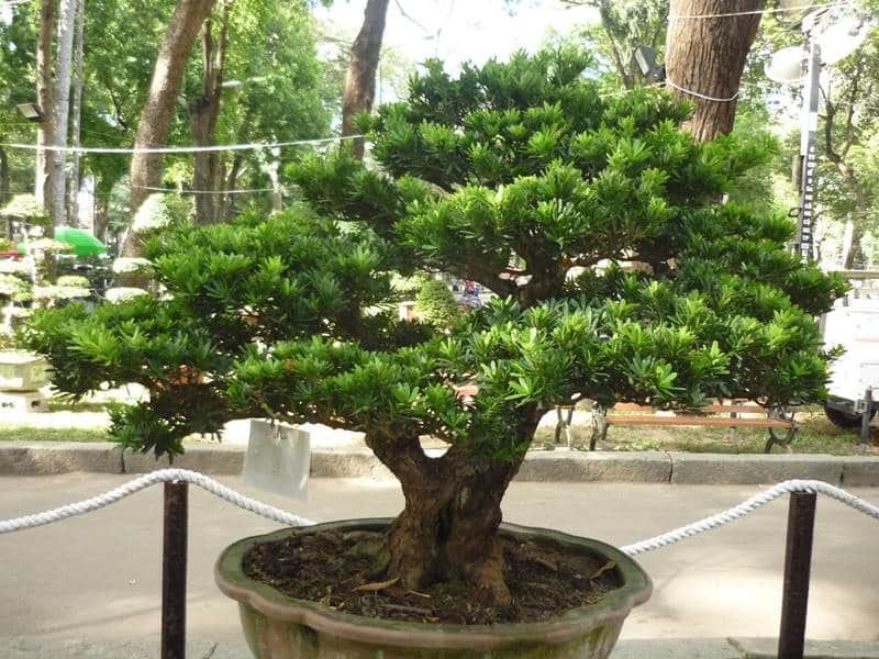 cây thông la hán đẹp tại Việt Nam