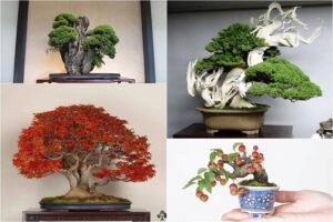 Top #10 cây Bonsai đẹp tại Nhật Bản
