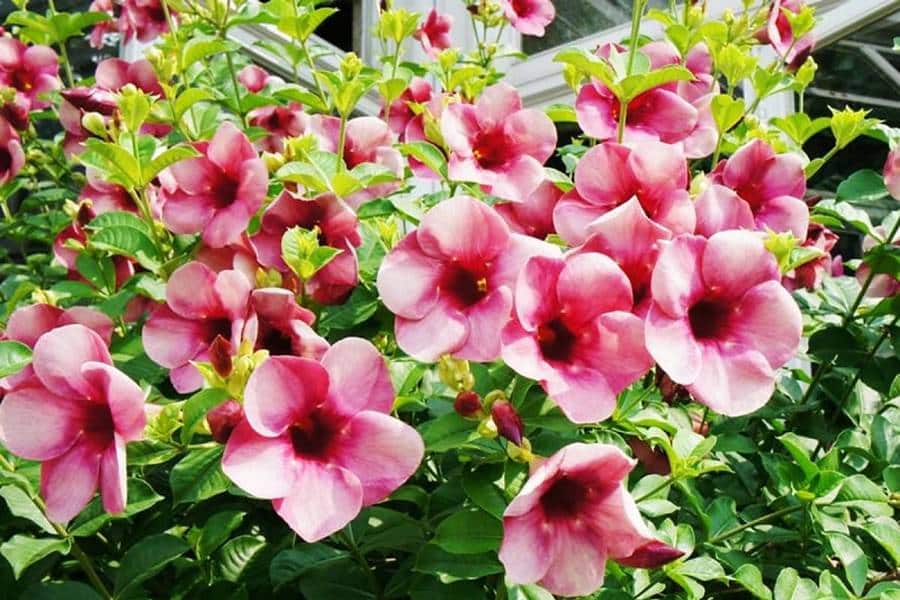 Cách trồng và chăm sóc hoa Hồng Anh leo tại nhà