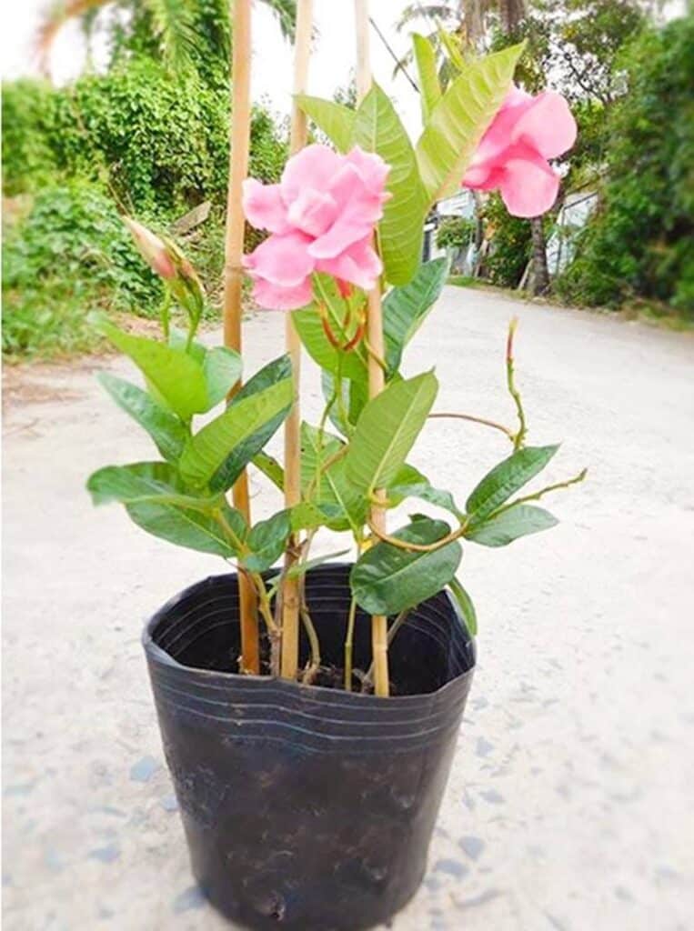 Với gia bán khoản 100.000đ - 200.000đ là bạn đã có 1 chậu cây hoa hồng anh đẹp mắt để trồng tại nhà.