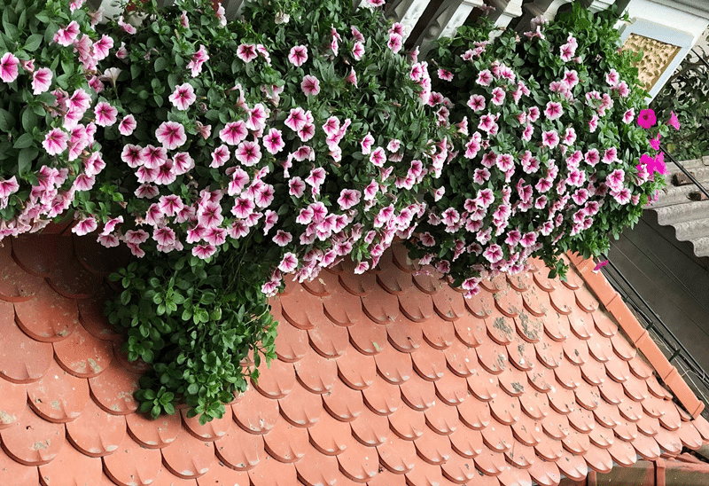 trồng hoa dạ yến thảo trên ban công