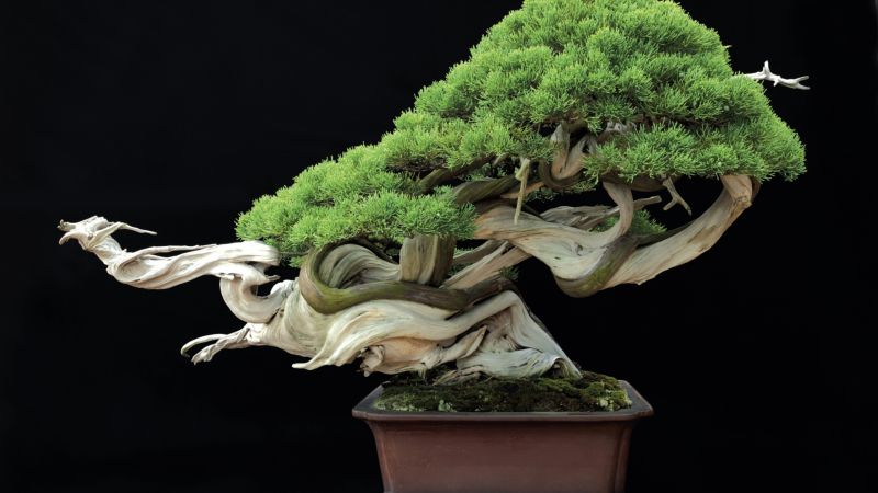 Masahiko Kimura bonsai