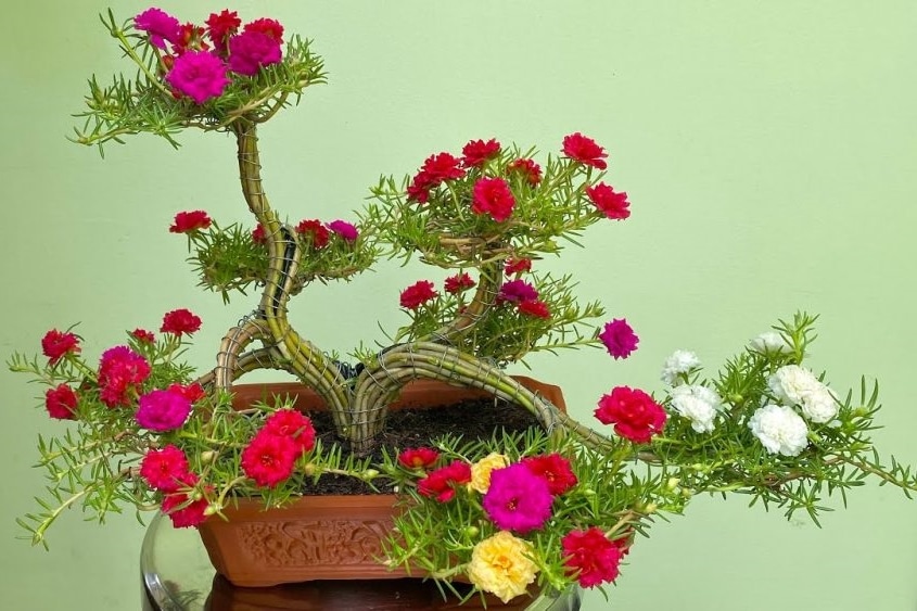 bonsai hoa mười giờ
