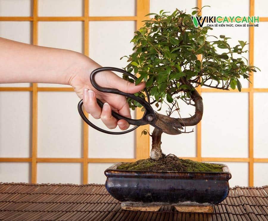 phòng bệnh héo lá và khô cành bonsai
