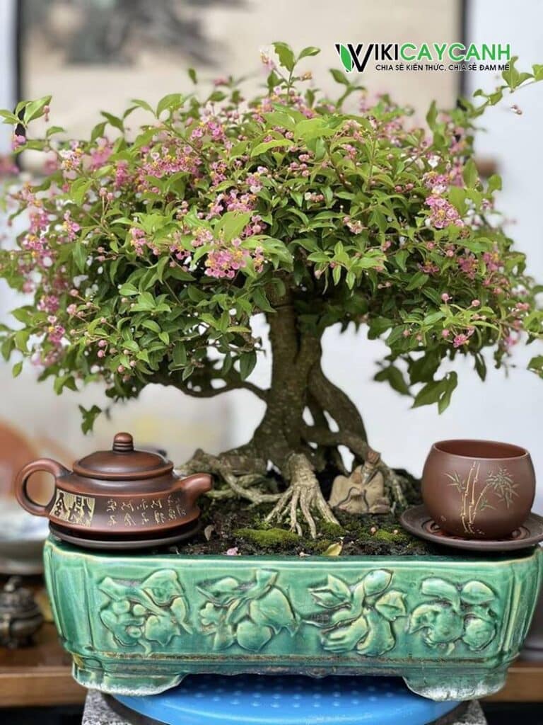 chậu hồng ngọc mai bonsai đẹp mắt