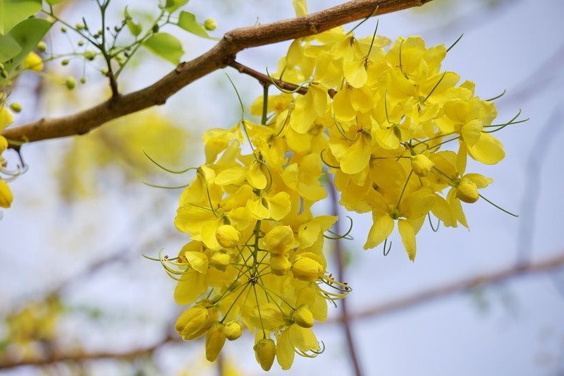 Hoa cây bò cạp nước mọc chùm rất dài, màu vàng tươi, buông lòng thòng xuống rất đẹp