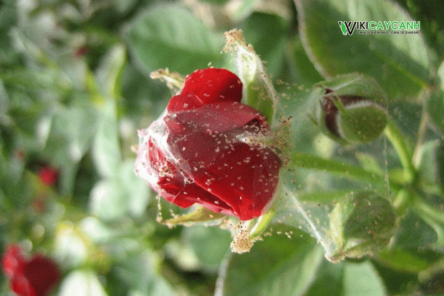 Cây hoa hồng bị nhện đỏ tấn công với rất nhiều tơ mạng nhện trên hoa