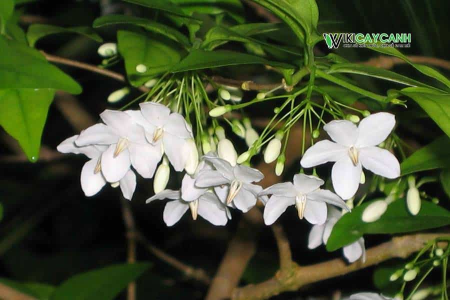 hoa mai chiếu thuỷ màu trắng và có hương thơm