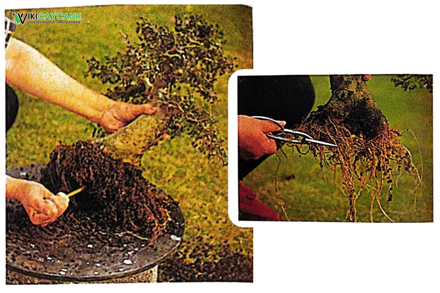 cách khắc phục cây bonsai bị héo và khô cành