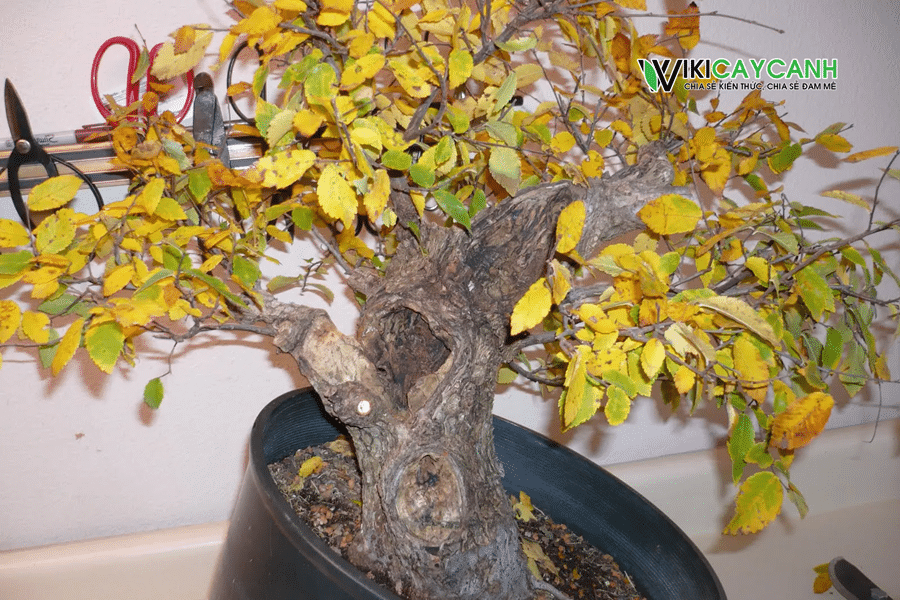 cây bonsai bị héo vàng lá