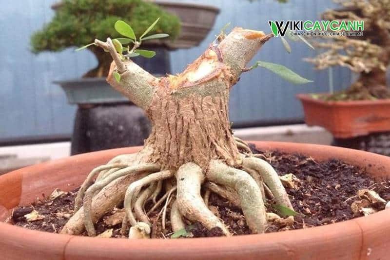 cách tạo bộ đế đẹp cho cây cảnh bonsai