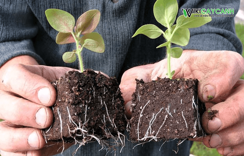 trồng cây con vào bầu đất