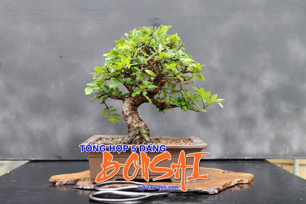 5 dáng bonsai cơ bản