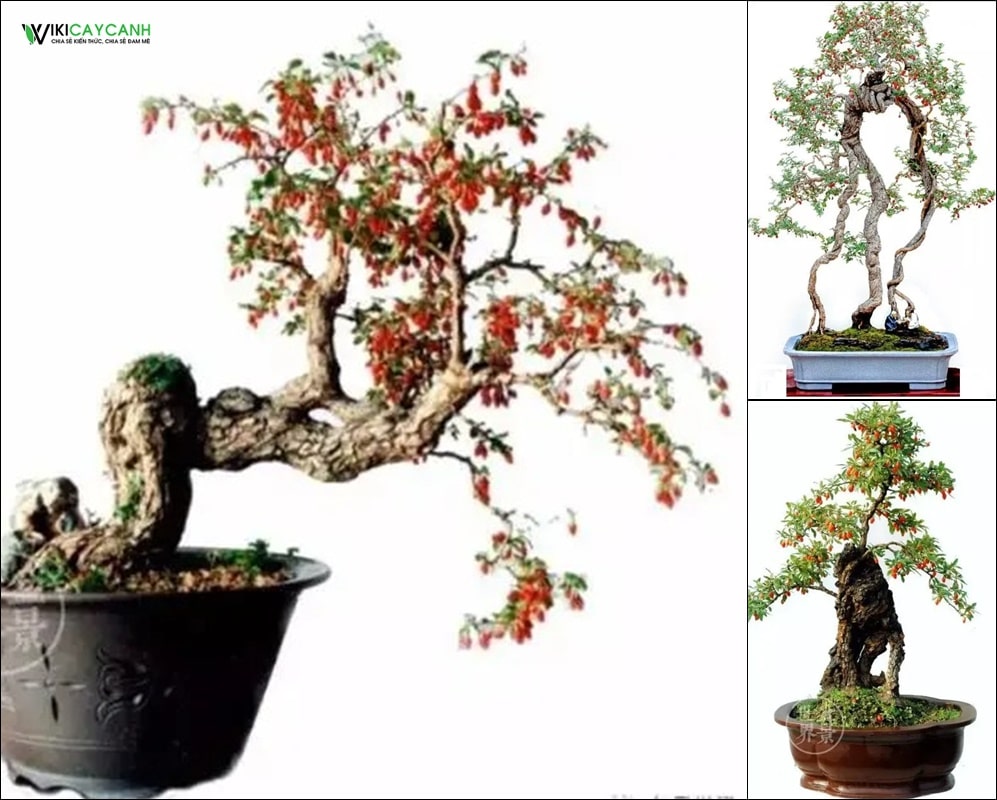 cây kỷ tử bonsai