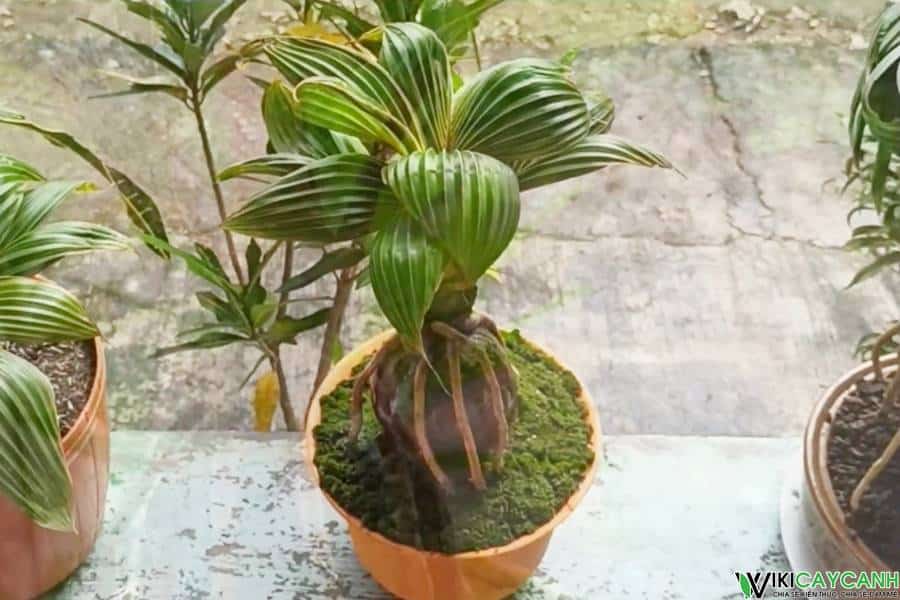 tác phẩm dừa bonsai