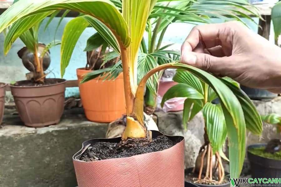 rọc yếm cho cây dừa bonsai