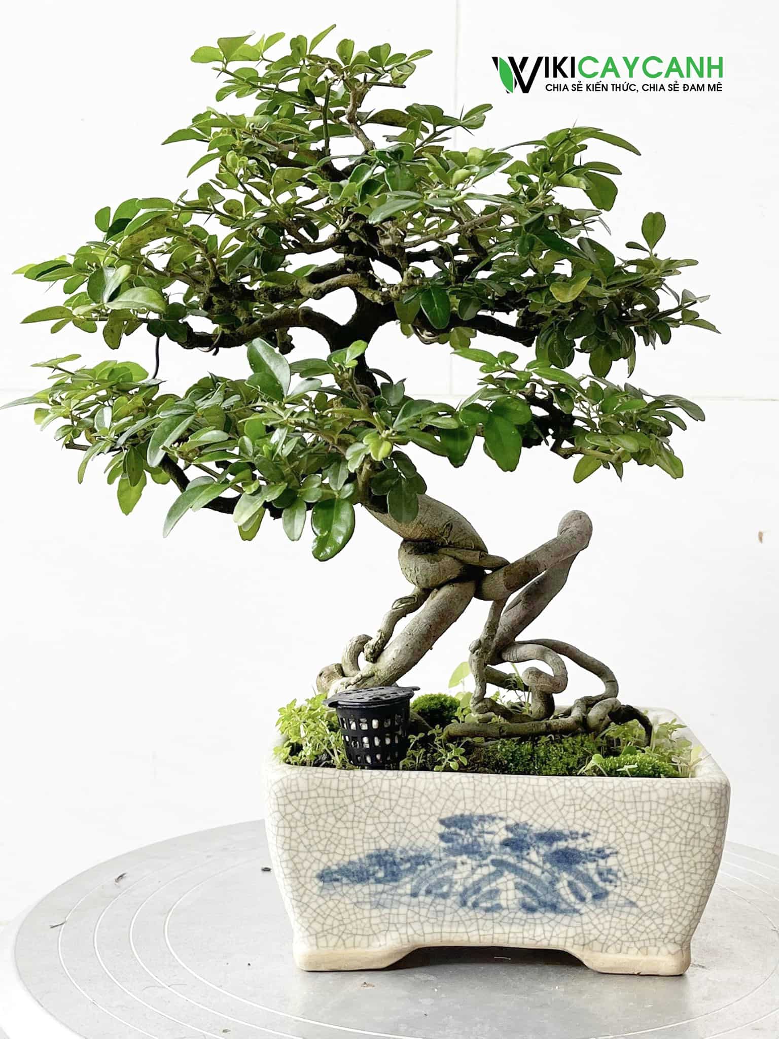 cây kim quýt bonsai mini để bàn