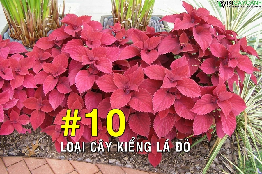 #10 loại cây kiểng lá màu đỏ khi trồng sẽ mang đến tài lộc đầy nhà