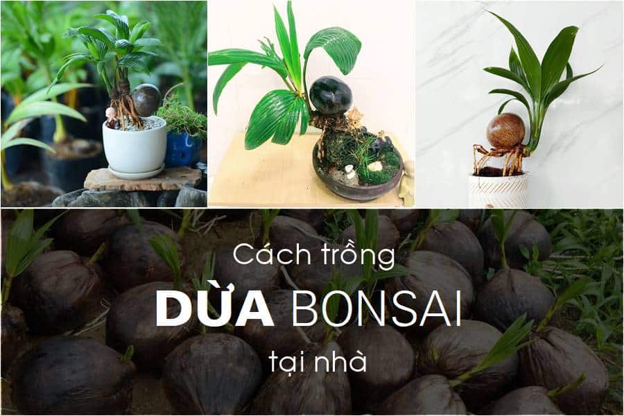 Cách trồng cây dừa Bonsai tại nhà