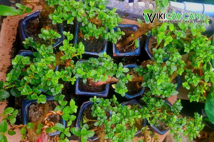 Sam hương được trồng làm bonsai mini