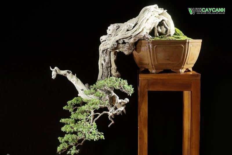 Cách tạo lũa cho cây cảnh Bonsai tại nhà