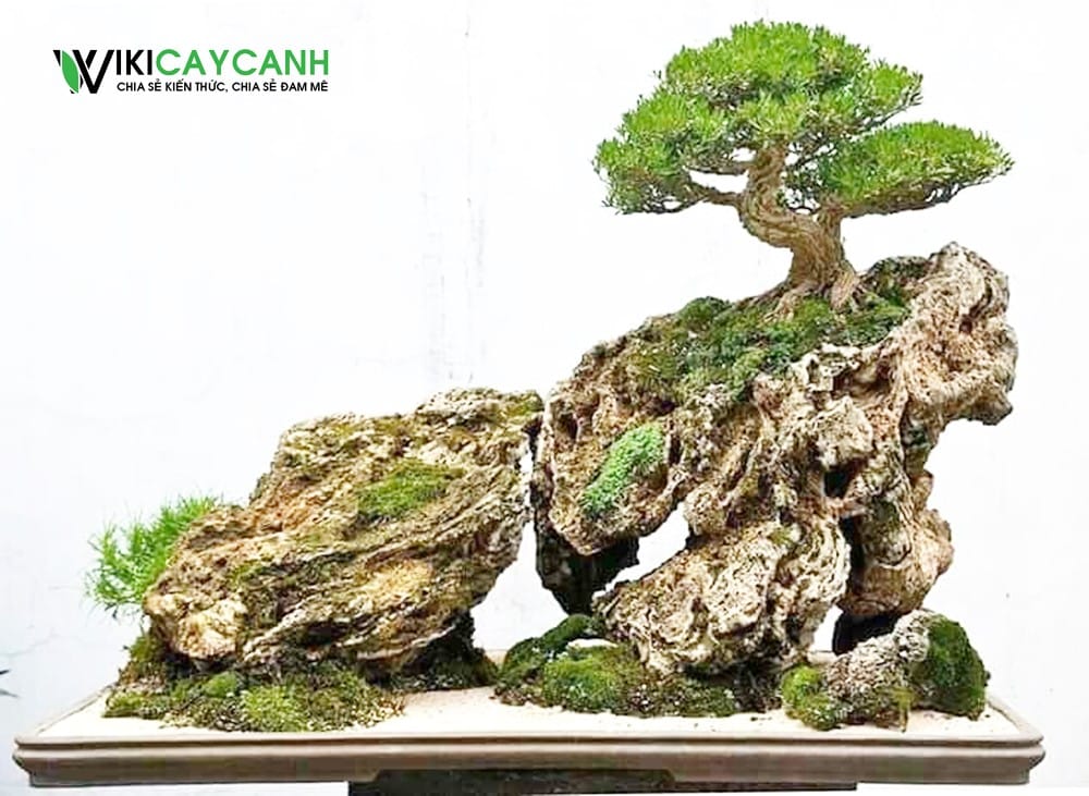 trồng bonsai theo dáng rễ bám đá