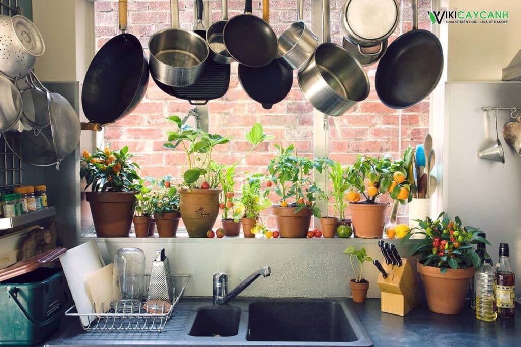 trồng cây trong nhà bếp