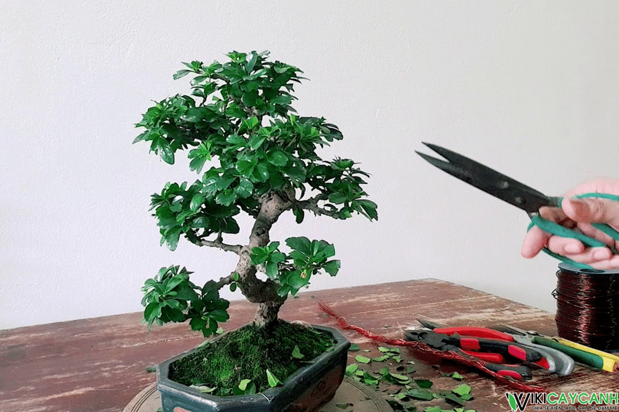 cắt tỉa tạo dáng cho cây trà phúc kiến bonsai