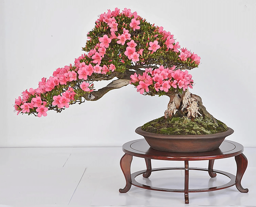 bonsai đỗ quyên
