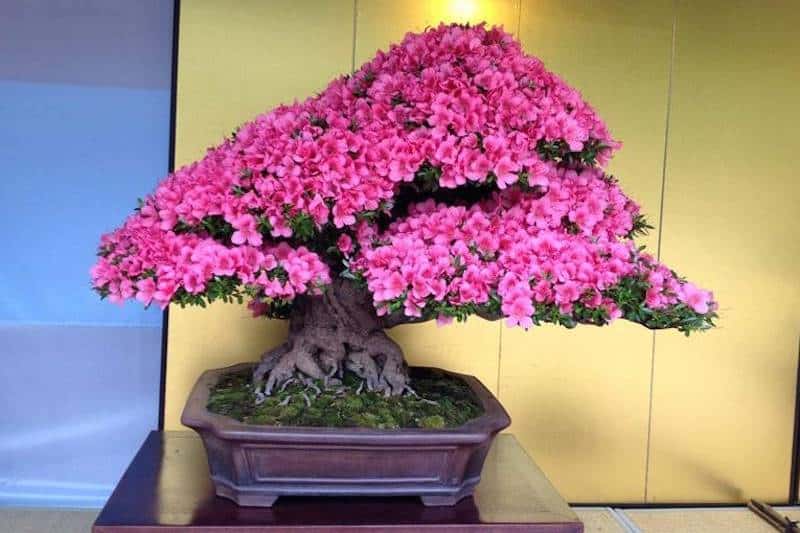 bonsai hoa đỗ quyên