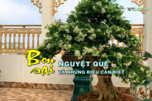 cây nguyệt quế bonsai