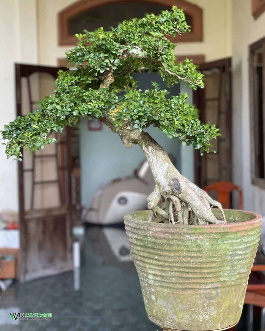 Cây Nguyệt Quế Bonsai Cách trồng và chăm sóc tại nhà