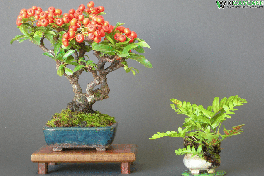 cây táo gai bonsai