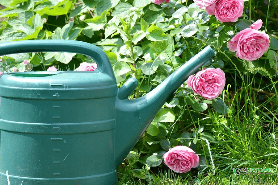 tưới nước đúng cách để hoa hồng lâu tàn