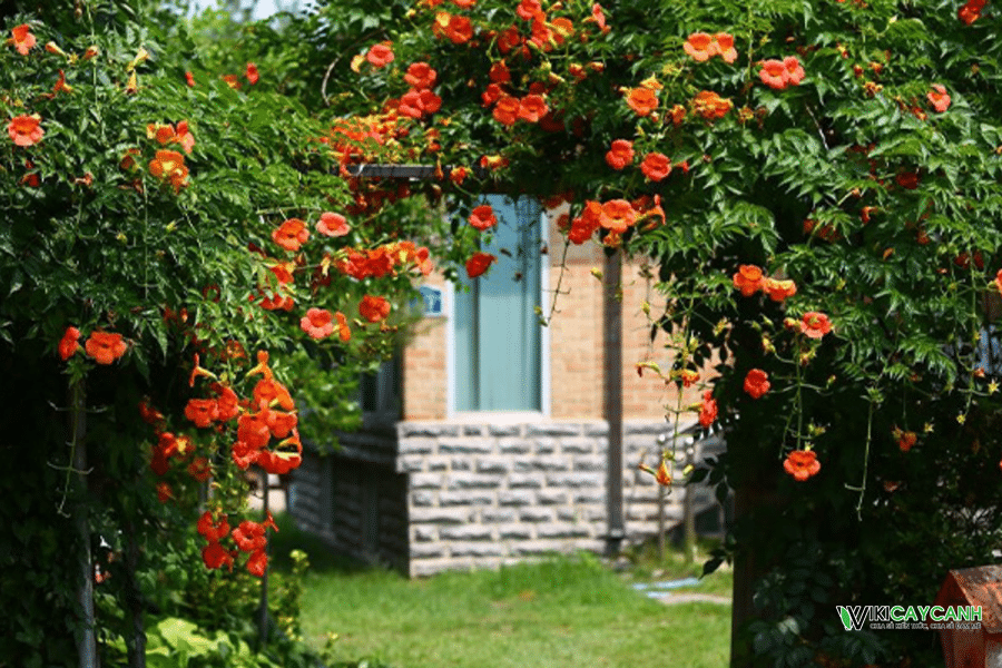 cổng hoa đăng tiêu