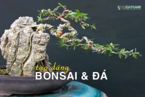 tạo dáng bonsai kết hợp với đá