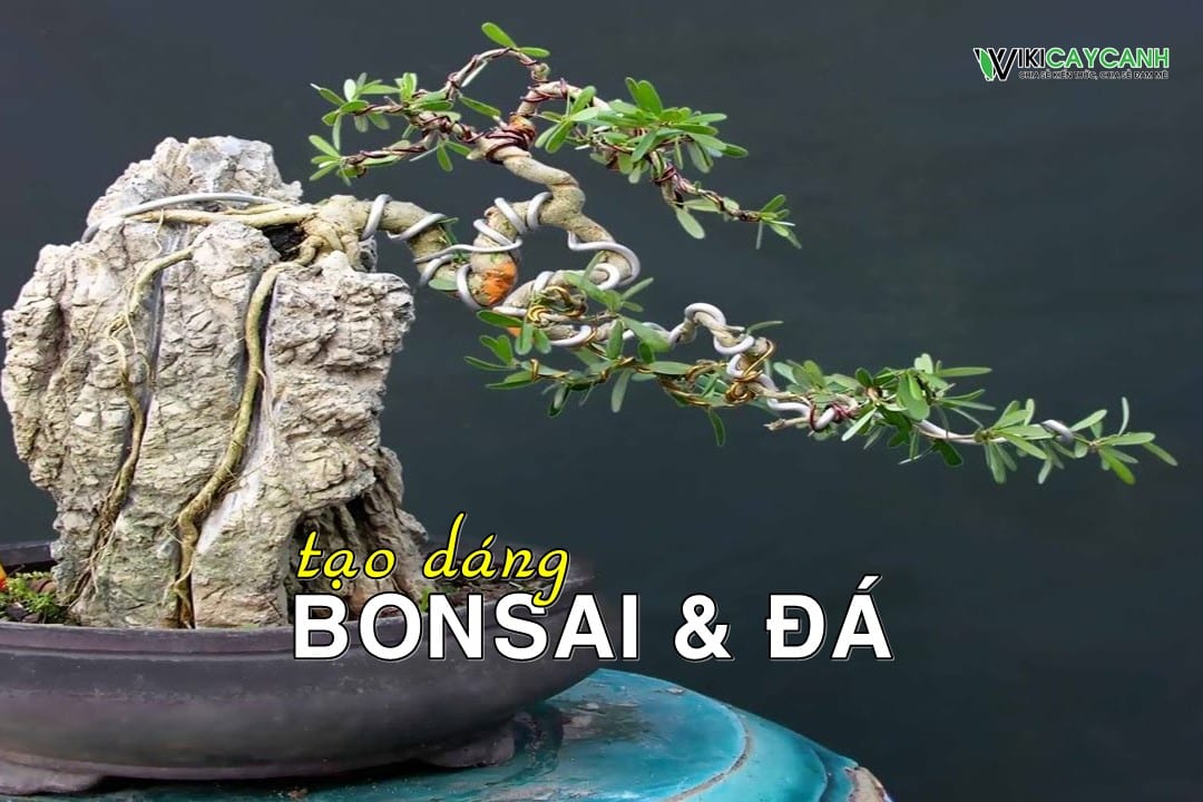 Hai cách trồng Bonsai kết hợp đá phổ biến